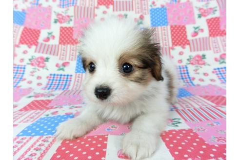 成約済の千葉県のパピヨン-73265の8枚目