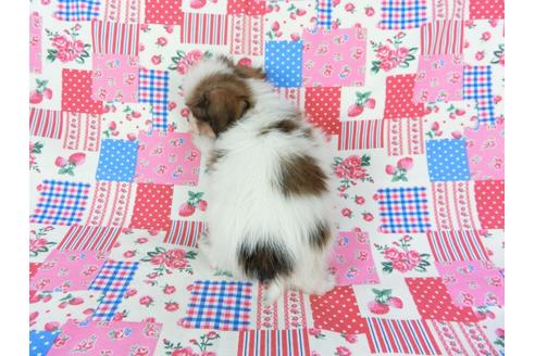 成約済の千葉県のパピヨン-73265の7枚目