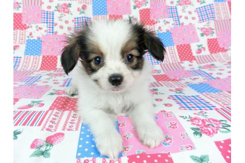 成約済の千葉県のパピヨン-73266の8枚目