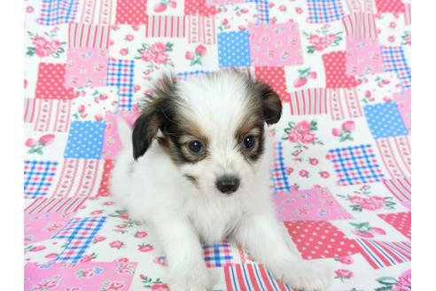 成約済の千葉県のパピヨン-73266の7枚目