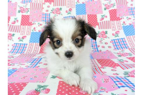 成約済の千葉県のパピヨン-73266の6枚目