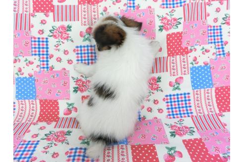 成約済の千葉県のパピヨン-73266の5枚目