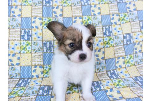 成約済の千葉県のパピヨン-73267の7枚目