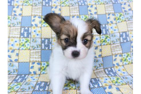 成約済の千葉県のパピヨン-73267の6枚目