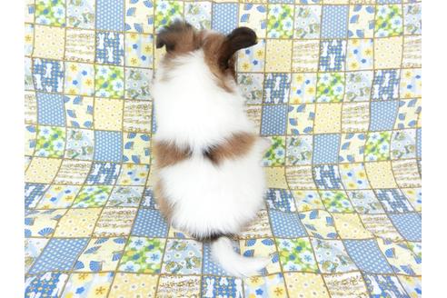 成約済の千葉県のパピヨン-73267の5枚目