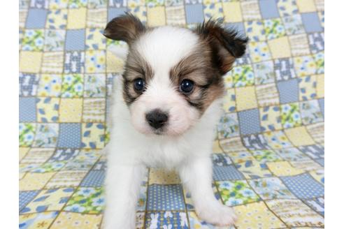 成約済の千葉県のパピヨン-73268の8枚目