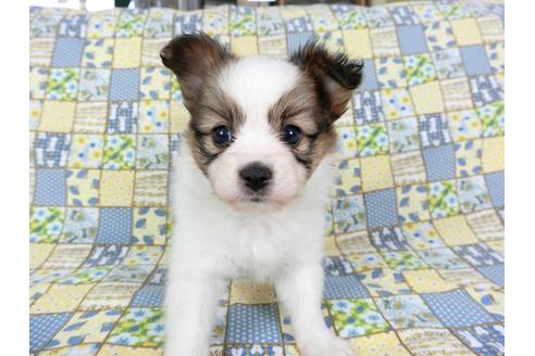 成約済の千葉県のパピヨン-73268の7枚目