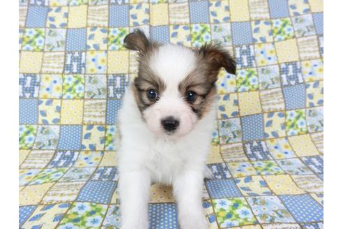 成約済の千葉県のパピヨン-73268の6枚目