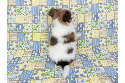 成約済の千葉県のパピヨン-73268の5枚目