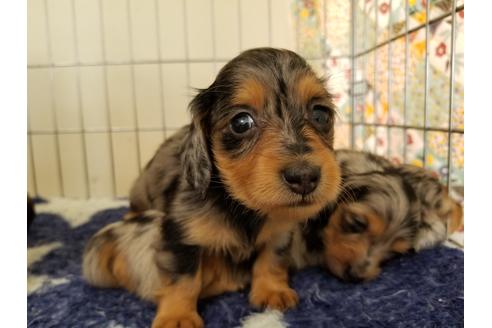 成約済の愛知県のカニンヘンダックスフンド(ロングヘアード)-73269の4枚目