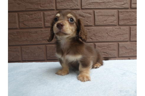 成約済の埼玉県のカニンヘンダックスフンド(ロングヘアード)-73210の3枚目