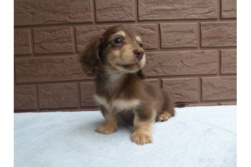 成約済の埼玉県のカニンヘンダックスフンド(ロングヘアード)-73210の2枚目