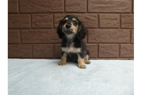 成約済の埼玉県のミニチュアダックスフンド(ロングヘアード)-73211の6枚目