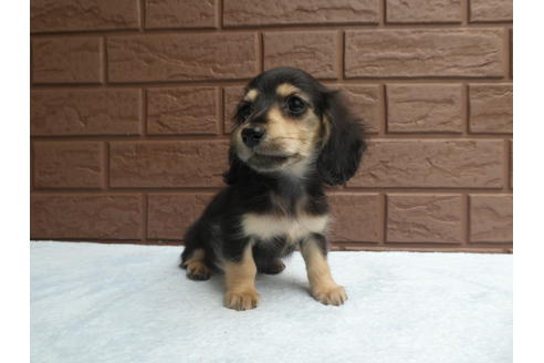 成約済の埼玉県のミニチュアダックスフンド(ロングヘアード)-73211の5枚目