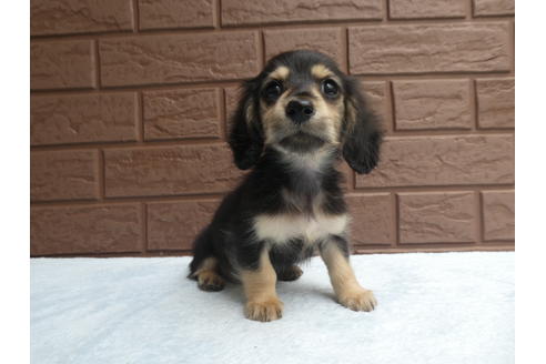 成約済の埼玉県のミニチュアダックスフンド(ロングヘアード)-73211の4枚目