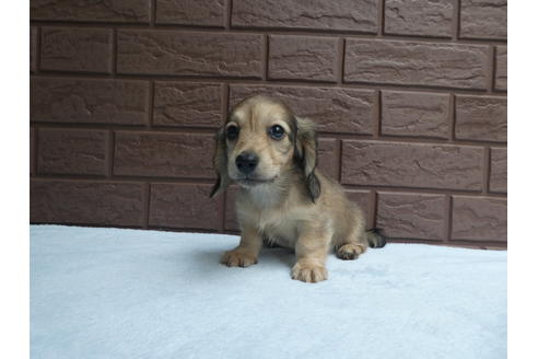 成約済の埼玉県のカニンヘンダックスフンド(ロングヘアード)-73209