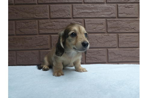 成約済の埼玉県のカニンヘンダックスフンド(ロングヘアード)-73209の3枚目