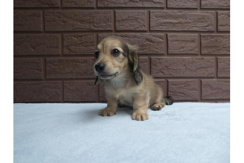 成約済の埼玉県のカニンヘンダックスフンド(ロングヘアード)-73209の2枚目