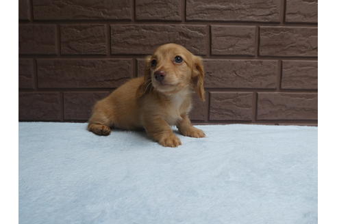 成約済の埼玉県のカニンヘンダックスフンド(ロングヘアード)-73208