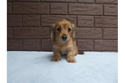 成約済の埼玉県のカニンヘンダックスフンド(ロングヘアード)-73205の1枚目
