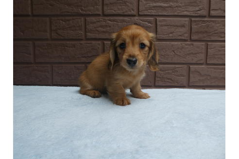 成約済の埼玉県のカニンヘンダックスフンド(ロングヘアード)-73205の3枚目