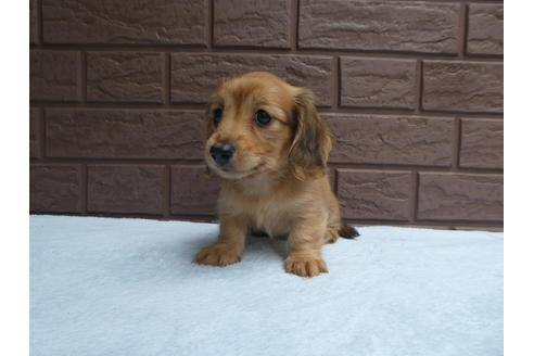 成約済の埼玉県のカニンヘンダックスフンド(ロングヘアード)-73205の2枚目