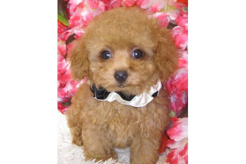 成約済の茨城県のタイニープードル-73274の1枚目