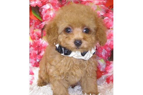 成約済の茨城県のタイニープードル-73274の3枚目