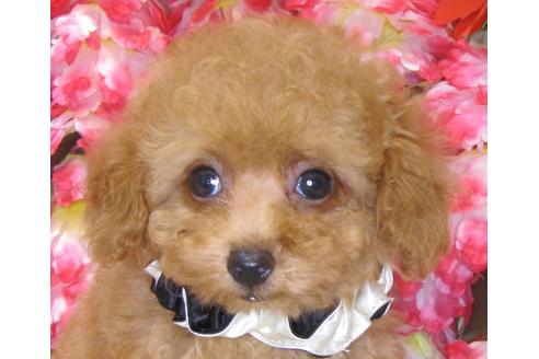 成約済の茨城県のタイニープードル-73274の2枚目