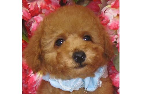 成約済の茨城県のトイプードル-73275の1枚目