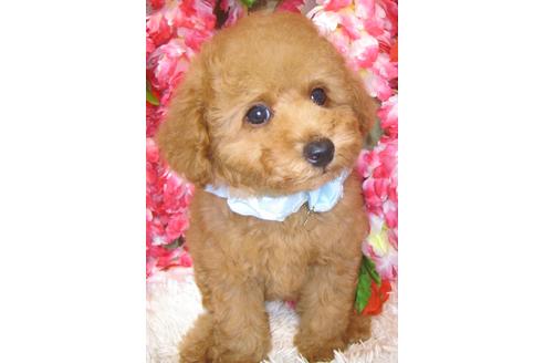 成約済の茨城県のトイプードル-73275の3枚目