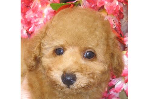 成約済の茨城県のトイプードル-73275の2枚目