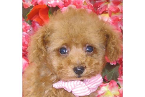 成約済の茨城県のトイプードル-73277の1枚目