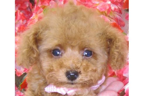 成約済の茨城県のトイプードル-73277の3枚目