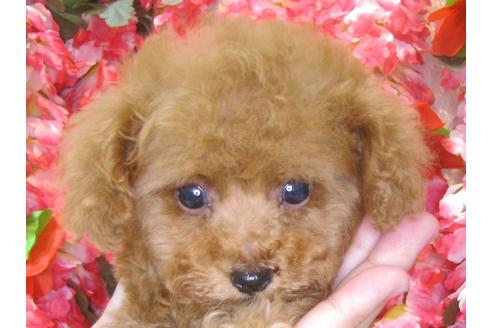 成約済の茨城県のトイプードル-73277の2枚目