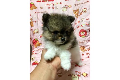 成約済の大分県のポメラニアン-73319の2枚目