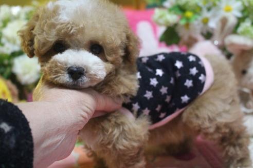 成約済の奈良県のトイプードル-73367の1枚目