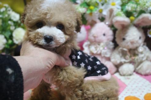 成約済の奈良県のトイプードル-73367の4枚目