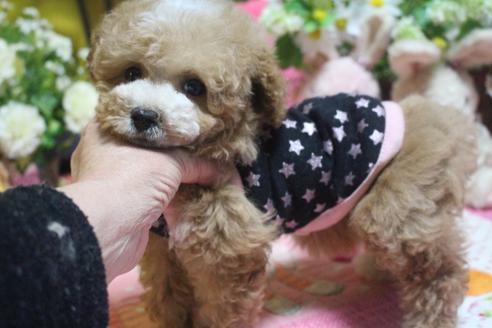 成約済の奈良県のトイプードル-73367の3枚目