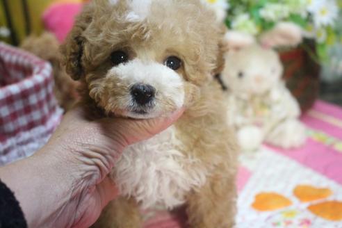 成約済の奈良県のトイプードル-73367の2枚目