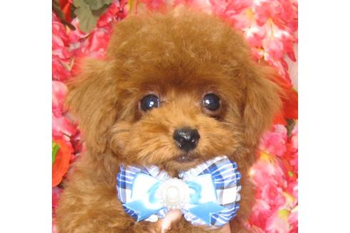 成約済の茨城県のトイプードル-73369の1枚目
