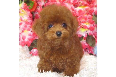 成約済の茨城県のトイプードル-73369の3枚目