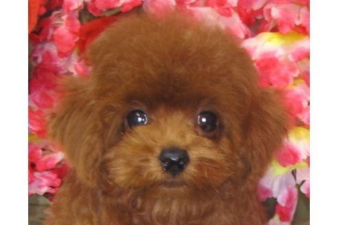 成約済の茨城県のトイプードル-73369の2枚目