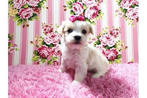 成約済の秋田県のチワマル:チワワ×マルチーズ-72055の12枚目