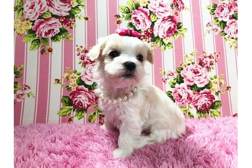 成約済の秋田県のチワマル:チワワ×マルチーズ-72055の11枚目