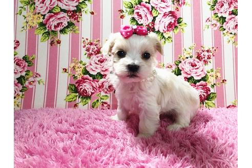 成約済の秋田県のチワマル:チワワ×マルチーズ-72055