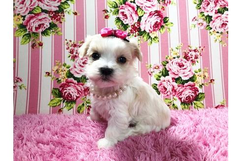 成約済の秋田県のチワマル:チワワ×マルチーズ-72055の10枚目