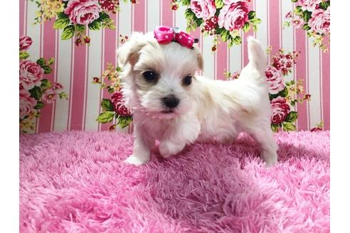 成約済の秋田県のチワマル:チワワ×マルチーズ-72055の9枚目