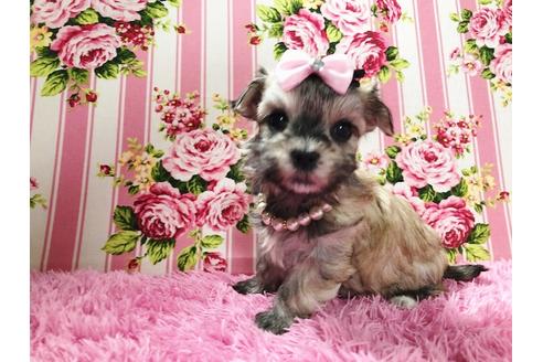 成約済の秋田県のチワマル:チワワ×マルチーズ-73014の15枚目