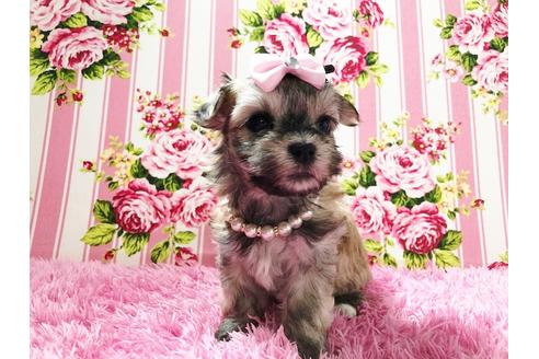 成約済の秋田県のチワマル:チワワ×マルチーズ-73014の14枚目